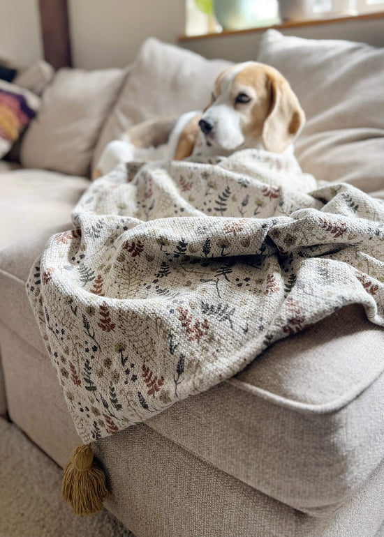cosy autumn throw with a beagle in the background